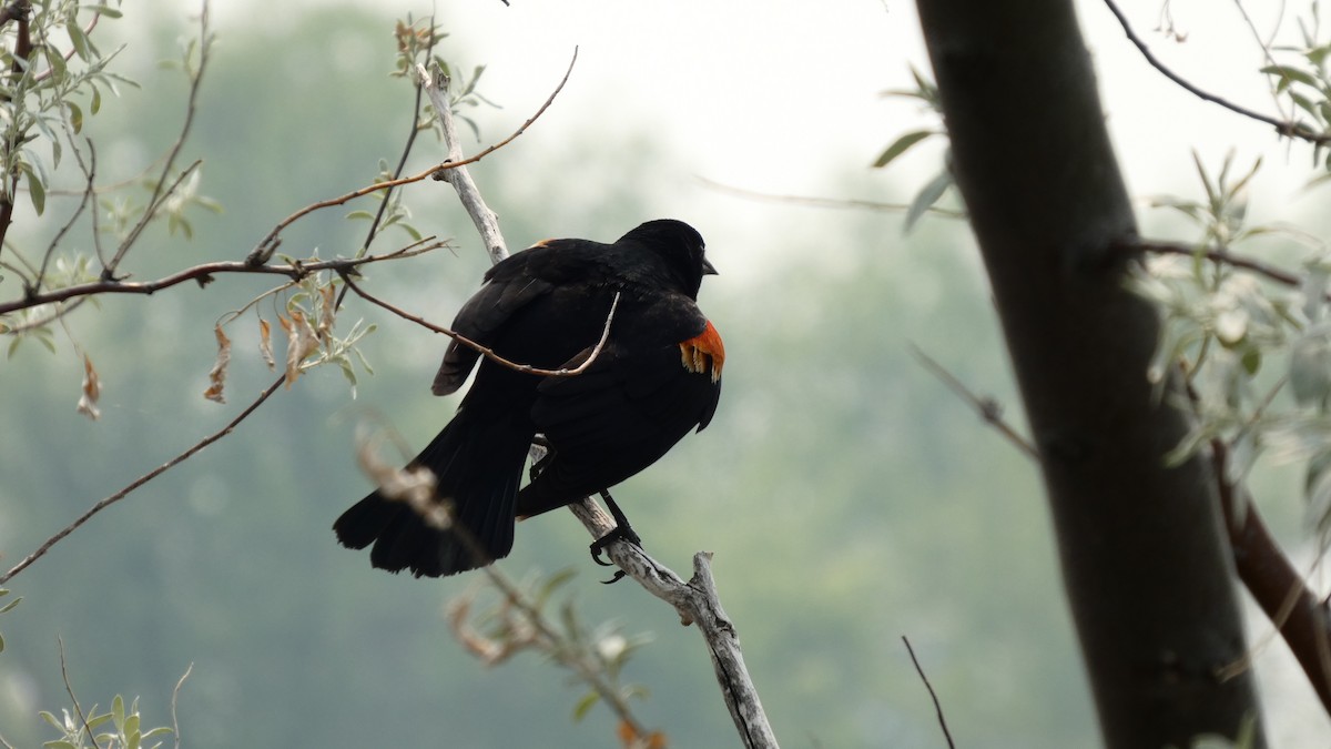 Red-winged Blackbird - ML642456509