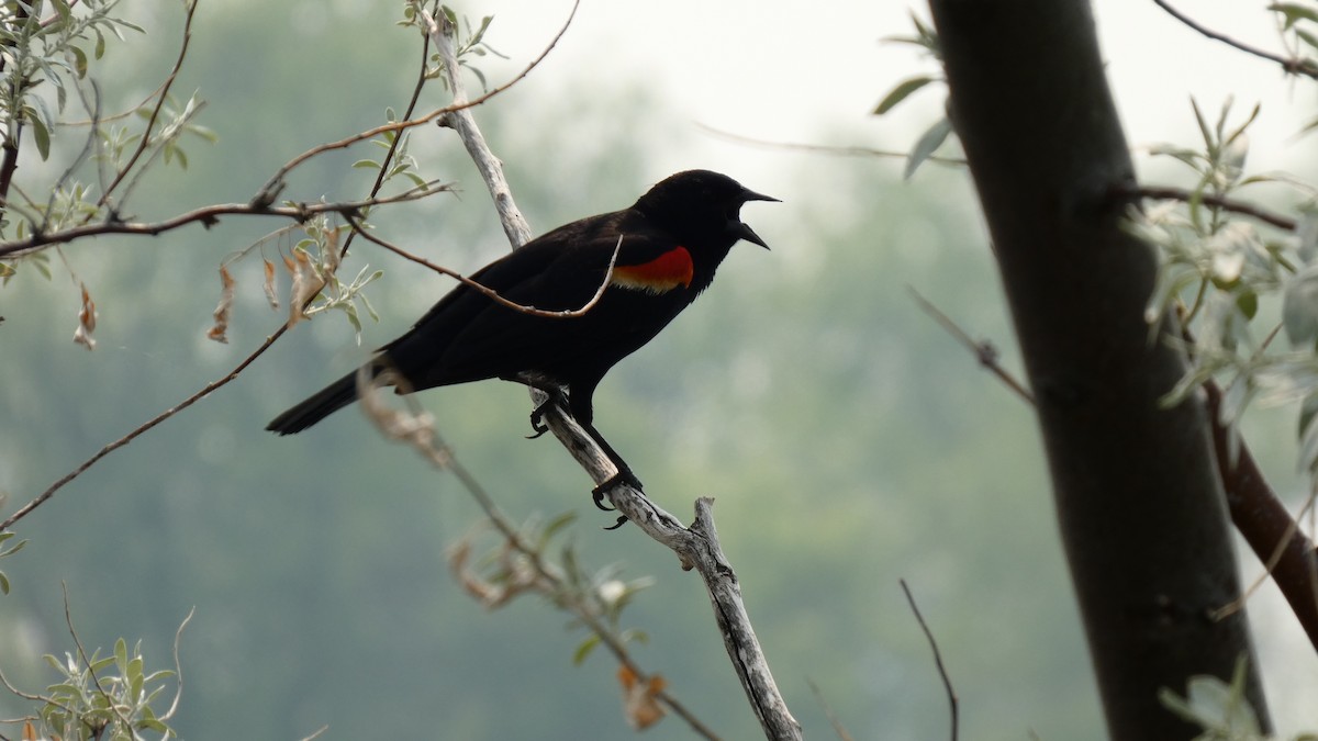 Red-winged Blackbird - ML642456510