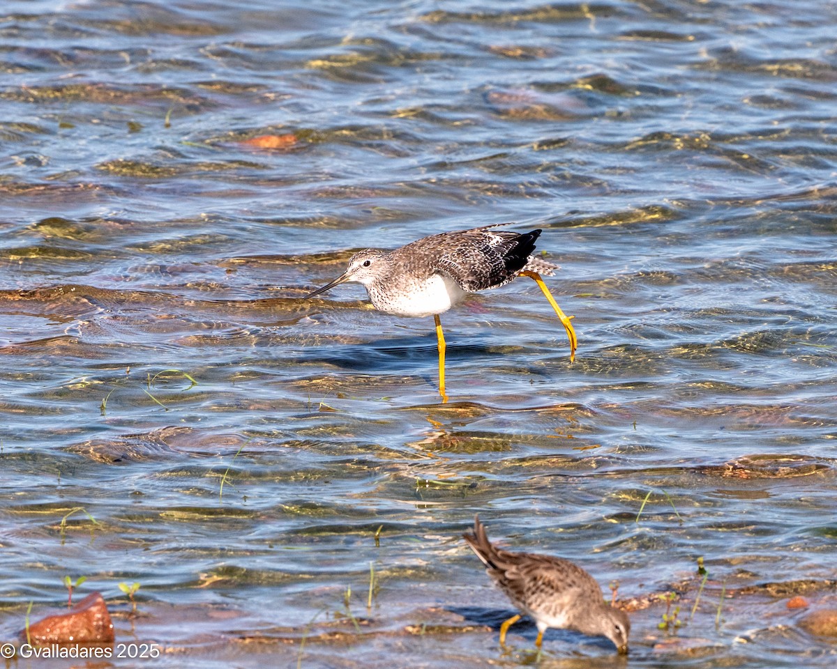 plystresnipe - ML642456511