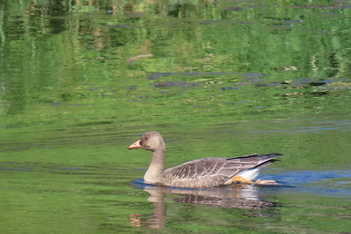 Greater White-fronted Goose - ML642456520