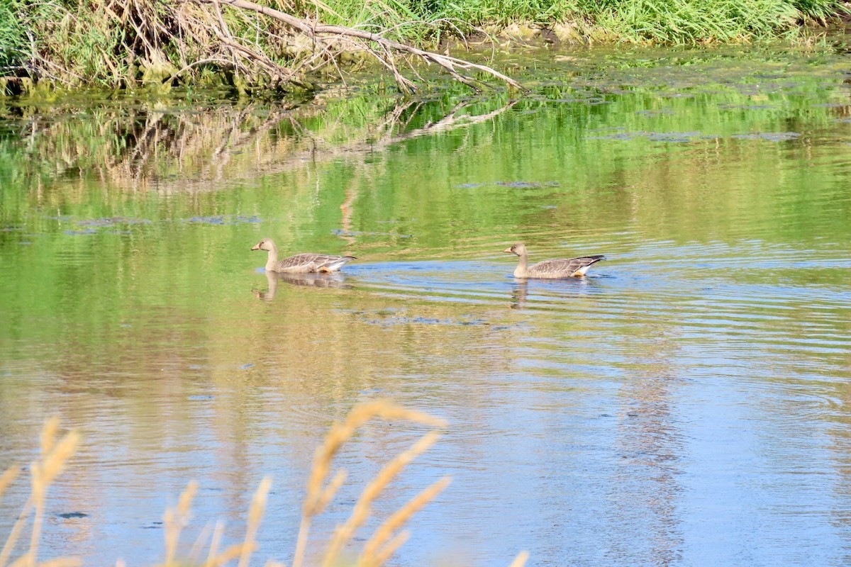 Greater White-fronted Goose - ML642456521
