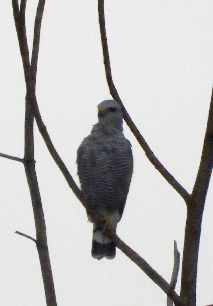 Gray-lined Hawk - ML642456534