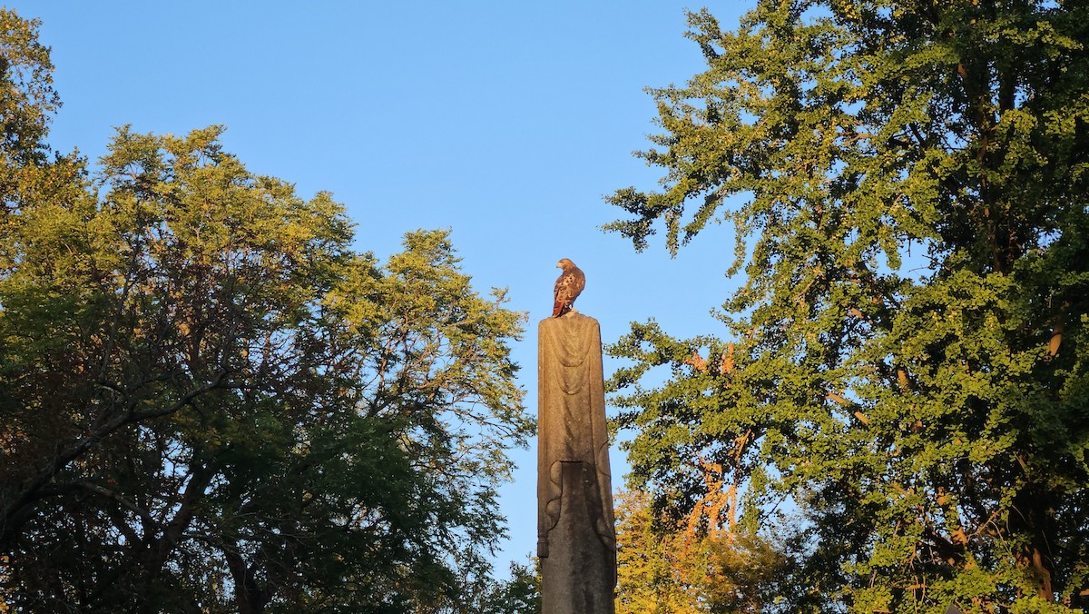 Red-tailed Hawk - ML642456540