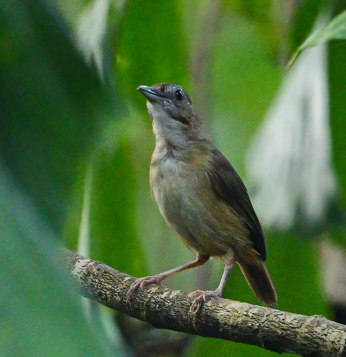 Abbott's Babbler - ML642456542