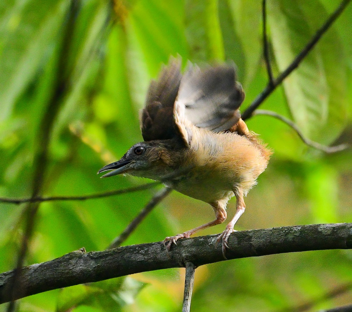 Abbott's Babbler - ML642456553