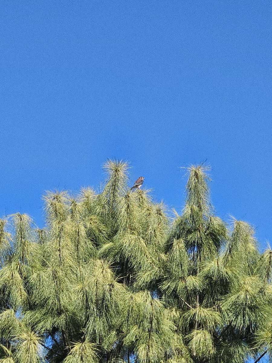 American Kestrel - ML642456554