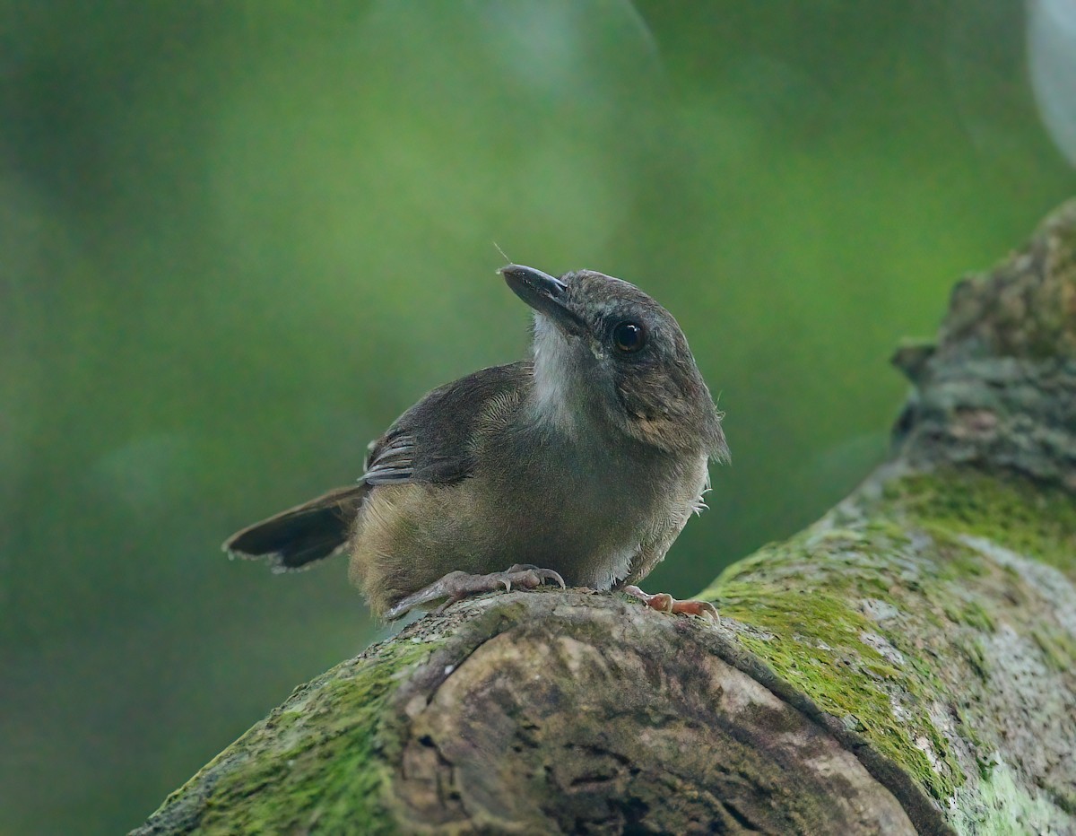 Abbott's Babbler - ML642456560