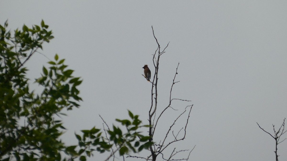 Cedar Waxwing - ML642456567
