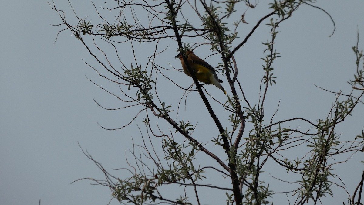 Cedar Waxwing - ML642456568