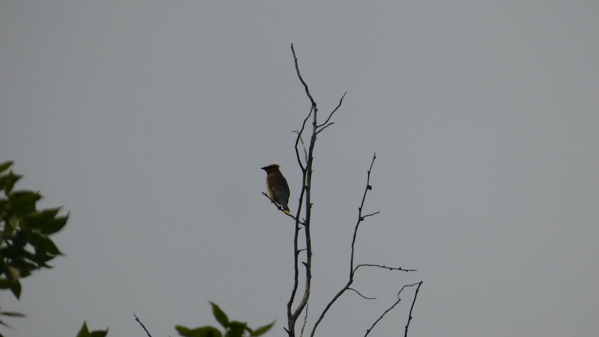 Cedar Waxwing - ML642456569