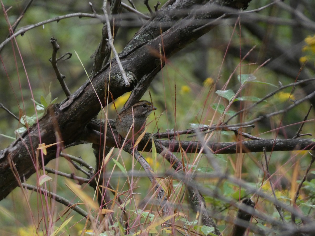 new world sparrow sp. - ML642456628