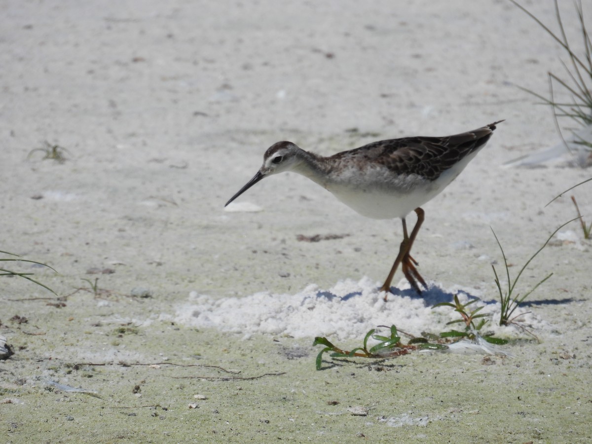 Wilson's Phalarope - ML642456644