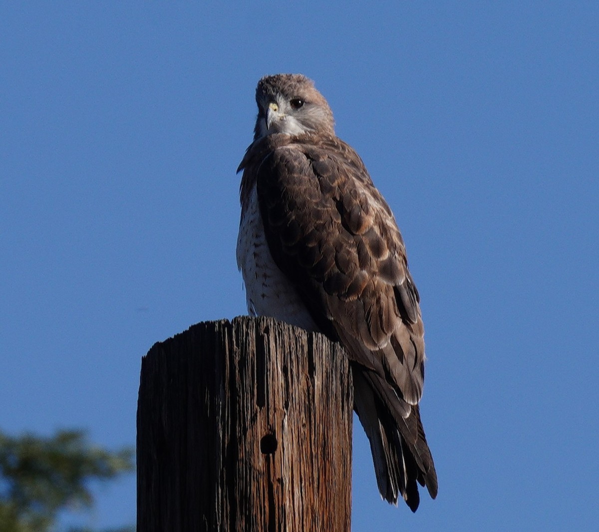 Swainson's Hawk - ML642456671