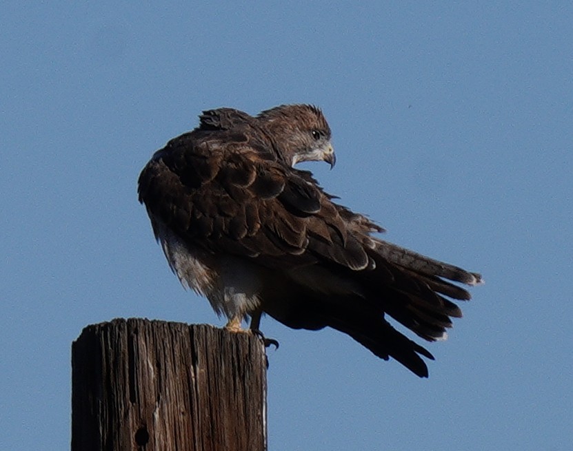 Swainson's Hawk - ML642456672