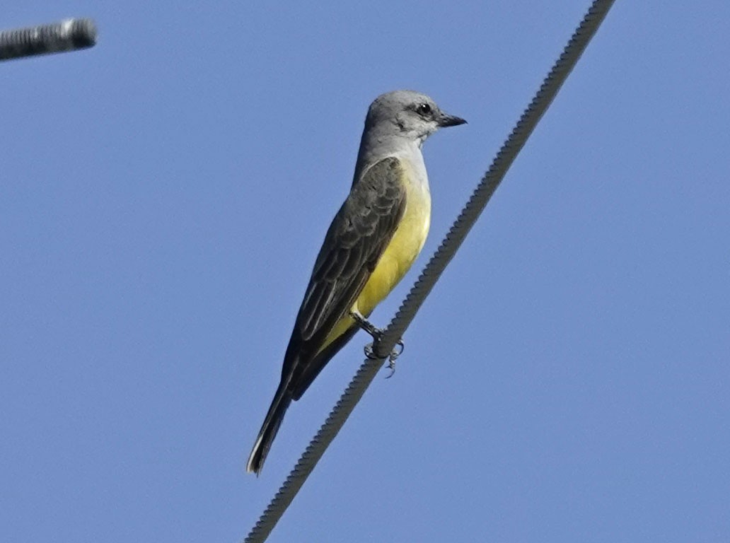 Western Kingbird - ML642456680
