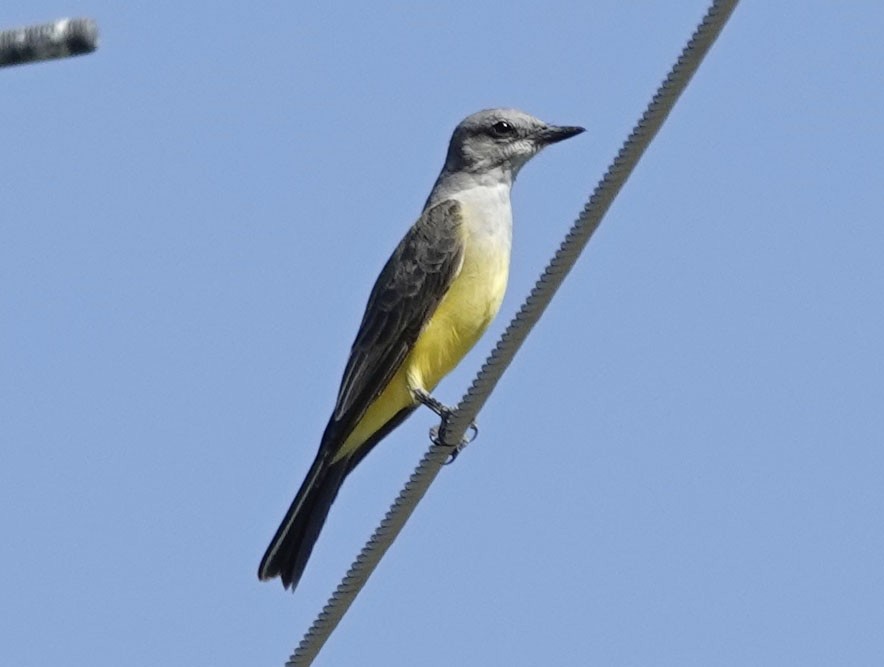Western Kingbird - ML642456681