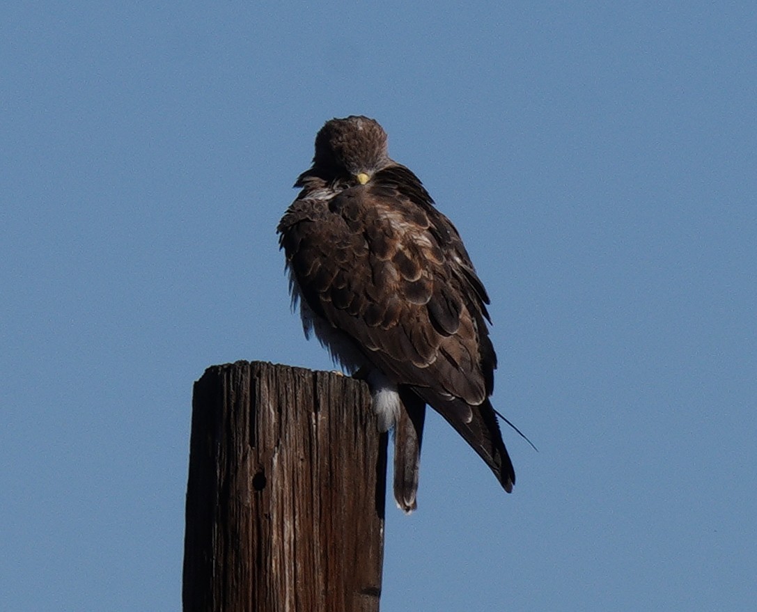 Swainson's Hawk - ML642456685