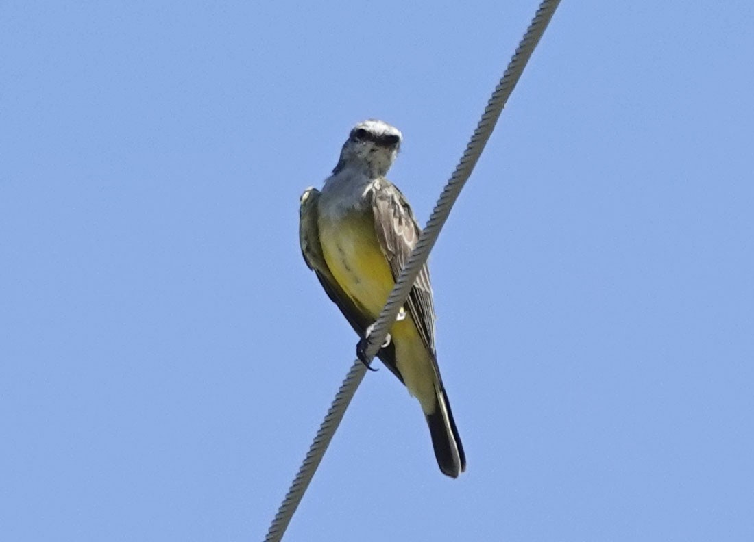 Western Kingbird - ML642456688