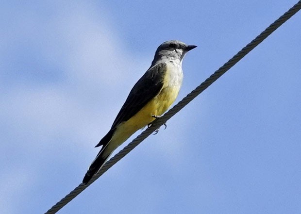 Western Kingbird - ML642456689
