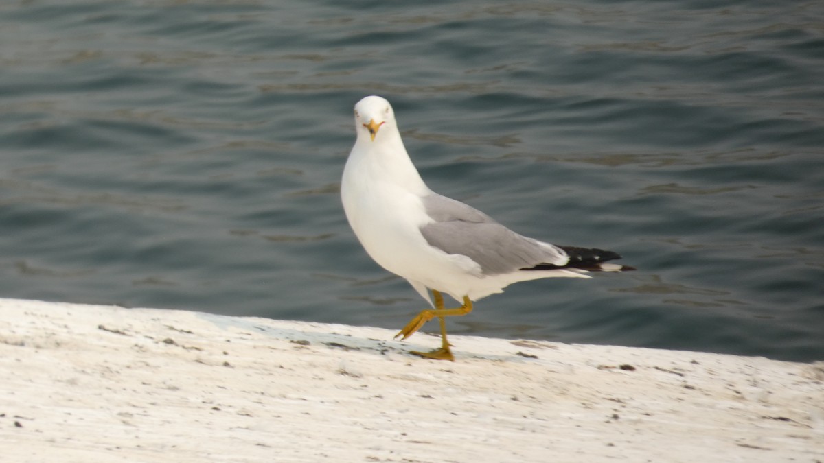 Ring-billed Gull - ML642456695