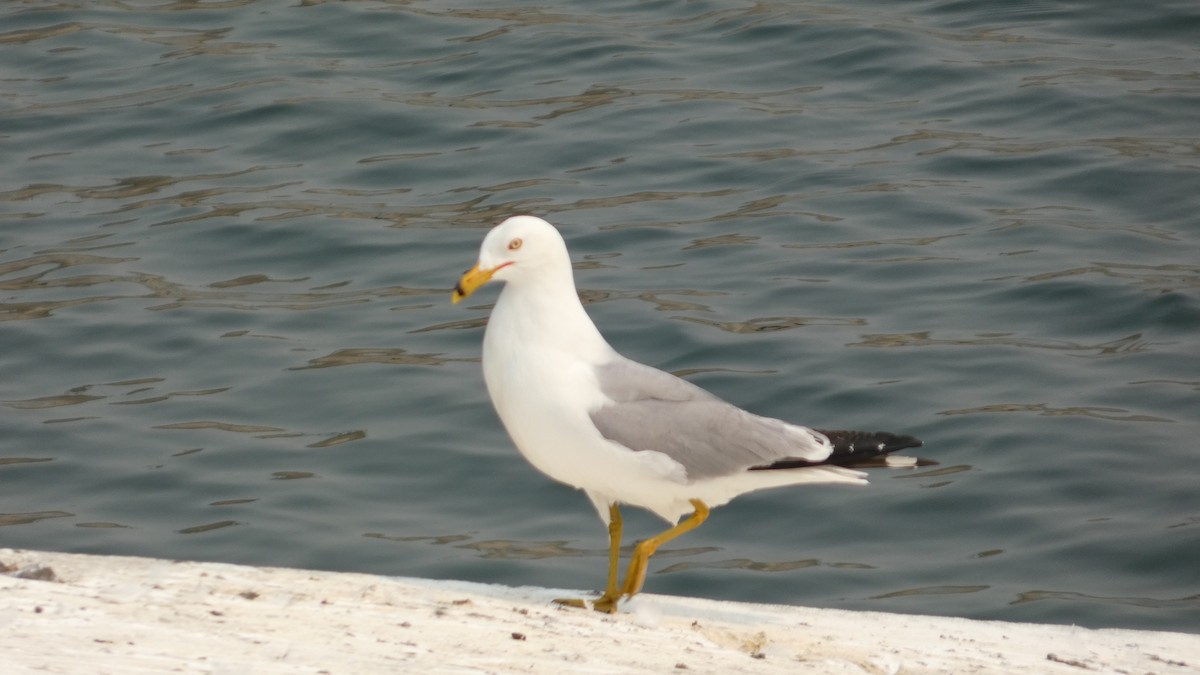 Ring-billed Gull - ML642456696