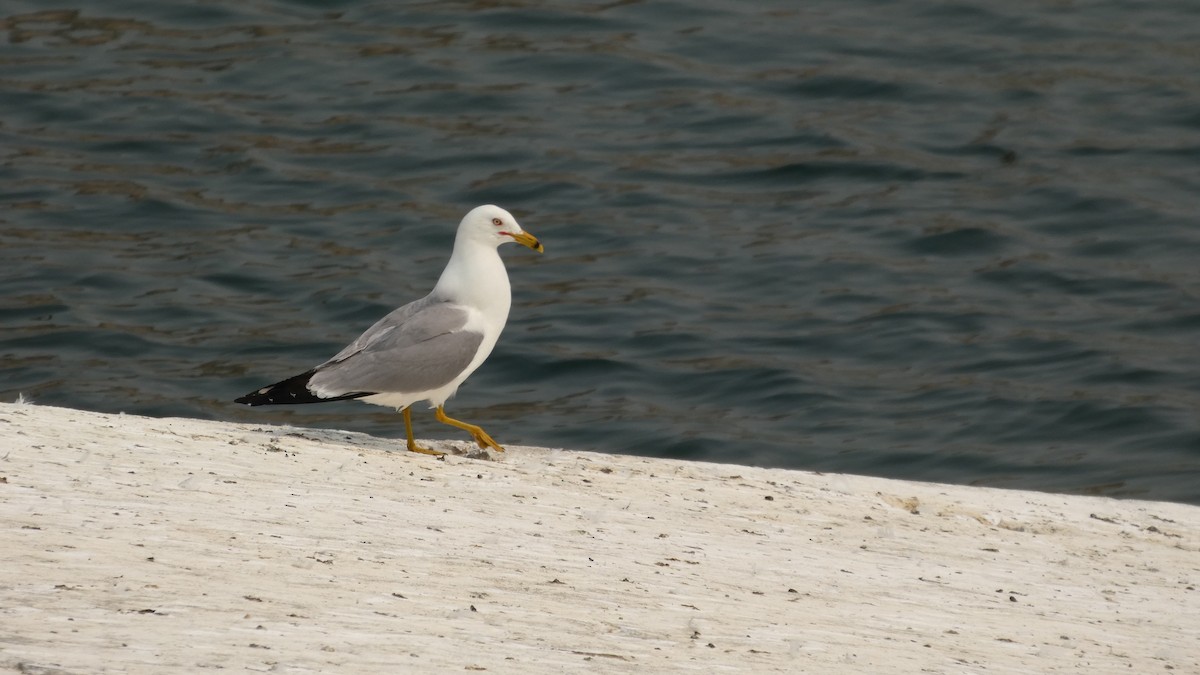 Ring-billed Gull - ML642456697