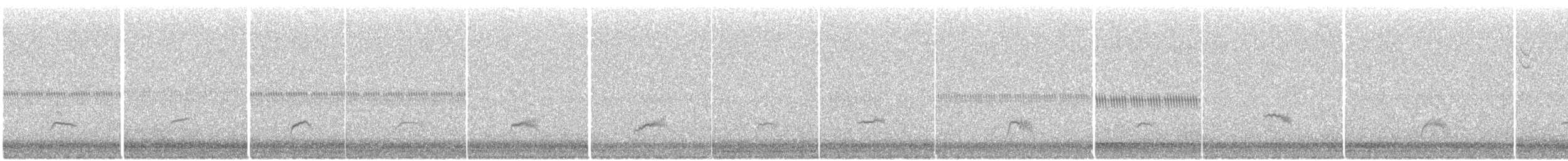 thrush sp. - ML642456702