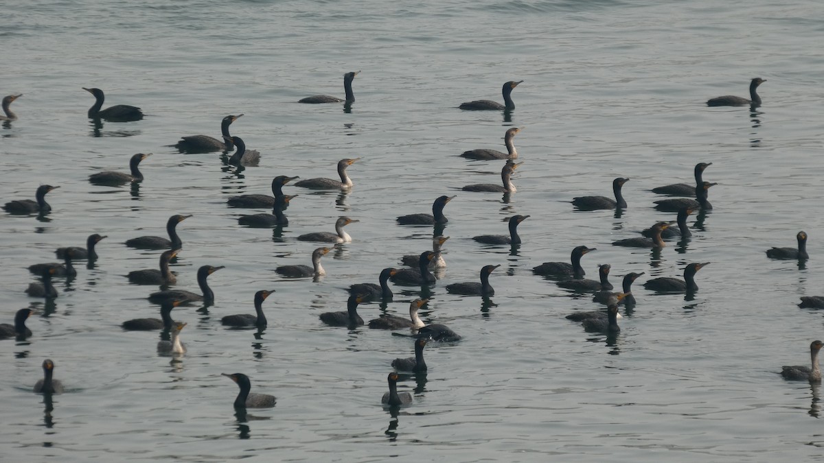 Double-crested Cormorant - ML642456704