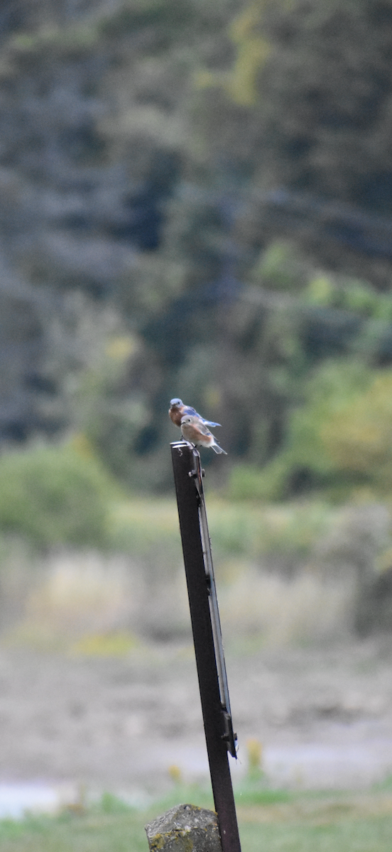 Eastern Bluebird - ML642456707