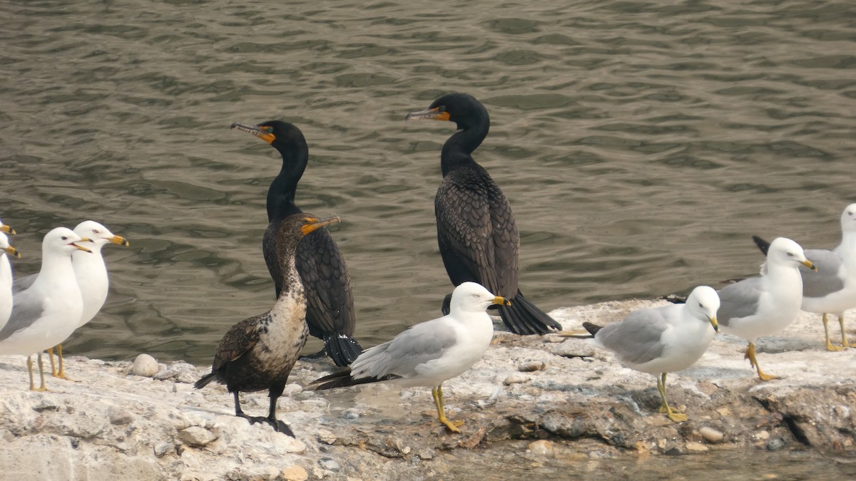 Double-crested Cormorant - ML642456710
