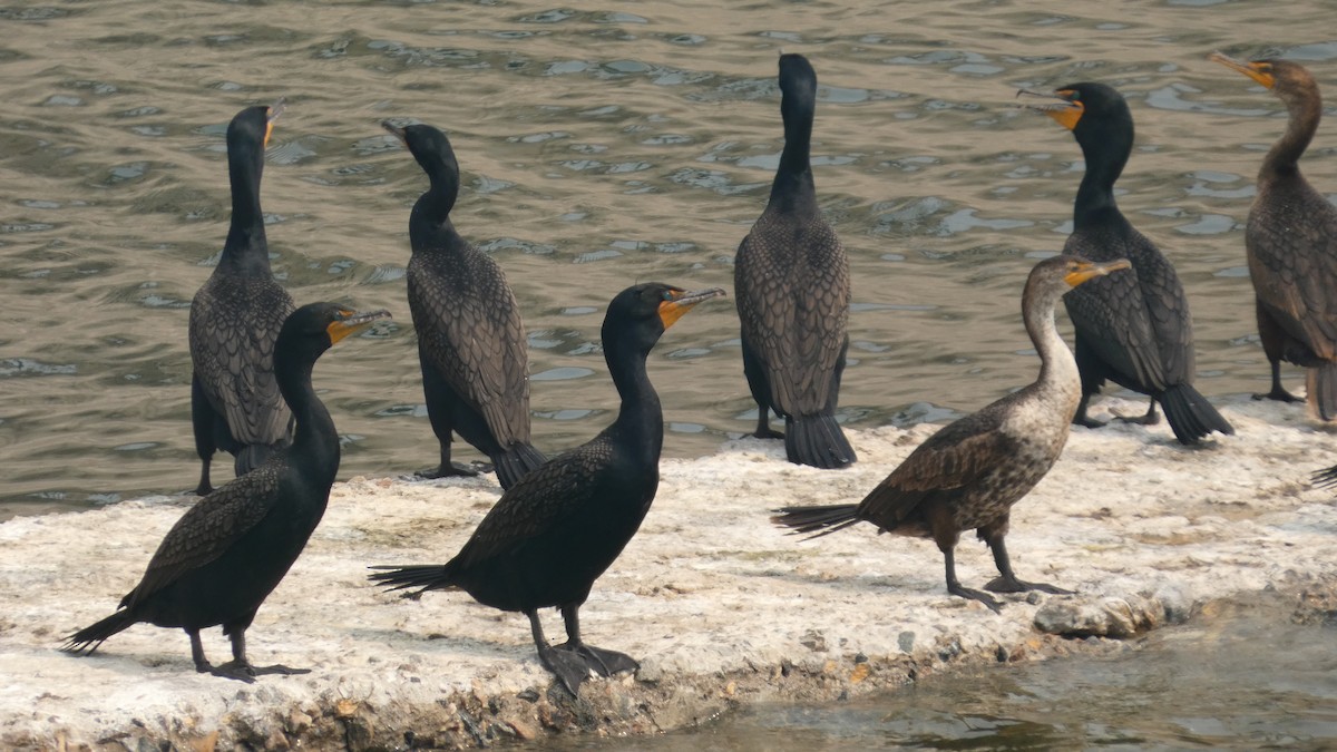 Double-crested Cormorant - ML642456712