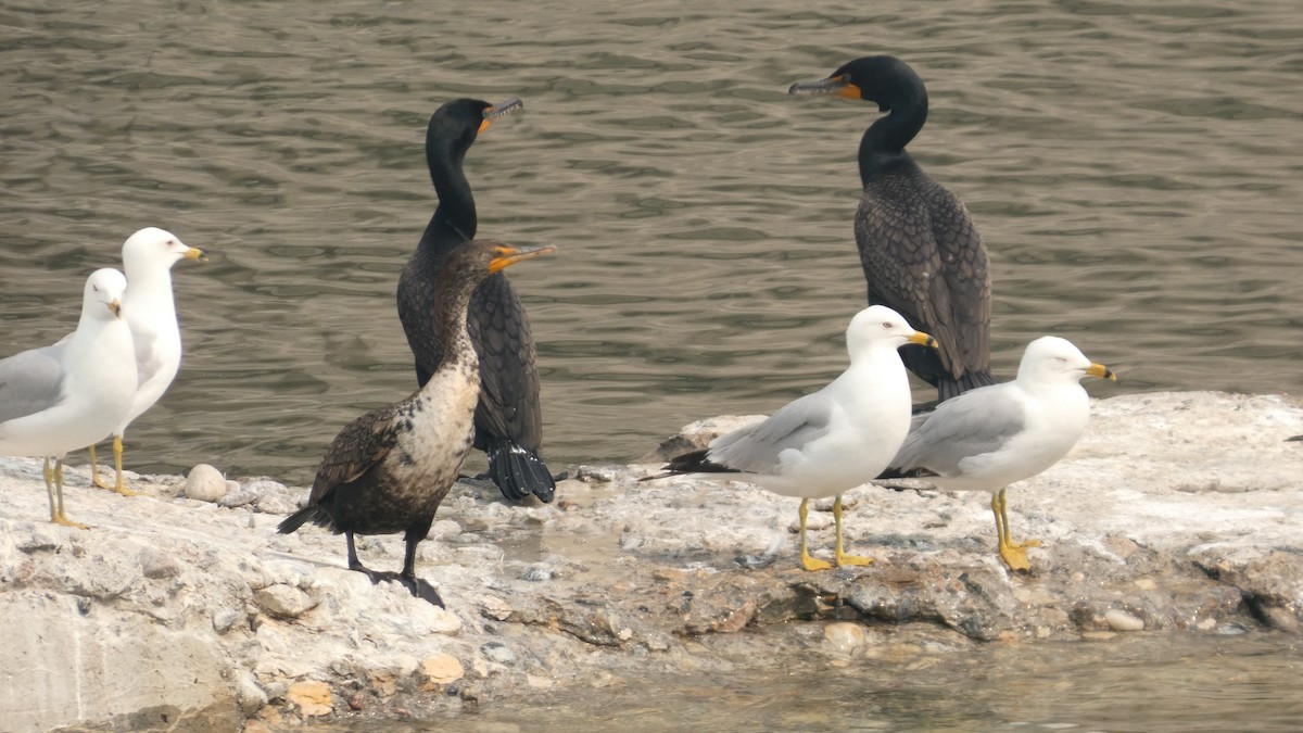 Double-crested Cormorant - ML642456713