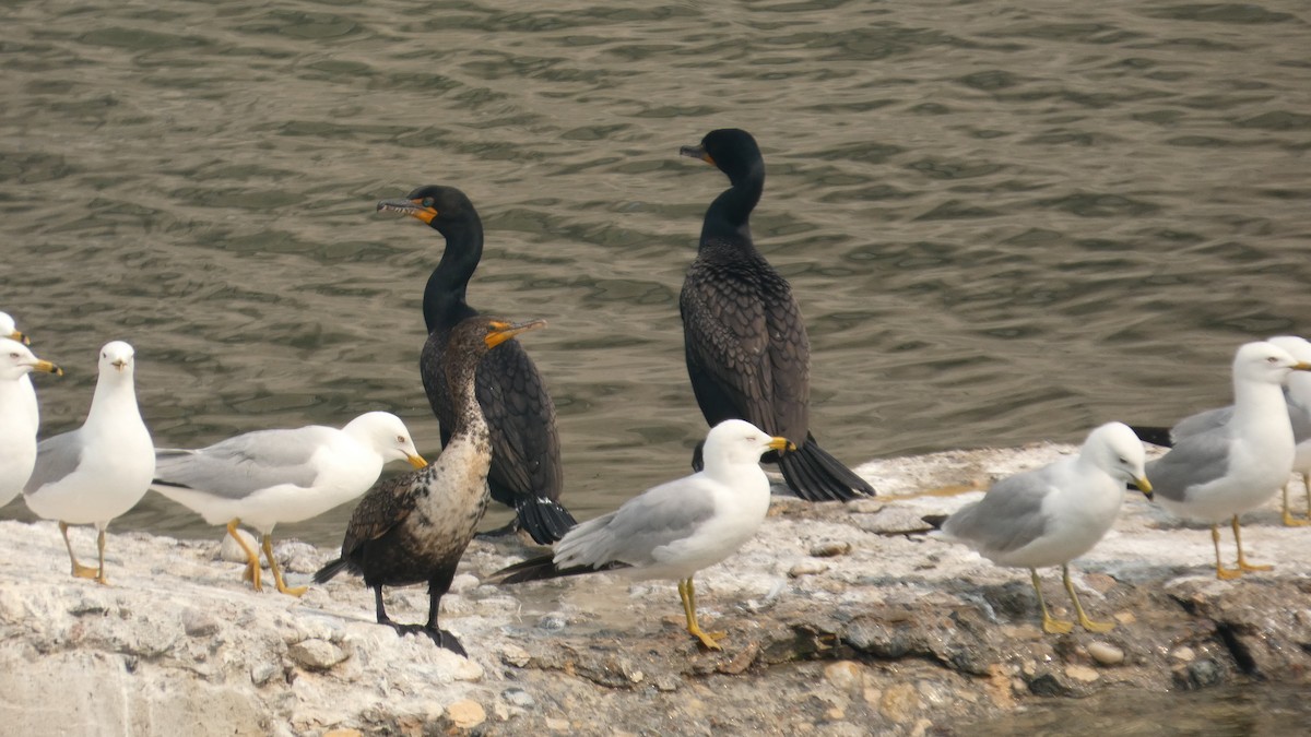 Ring-billed Gull - ML642456717