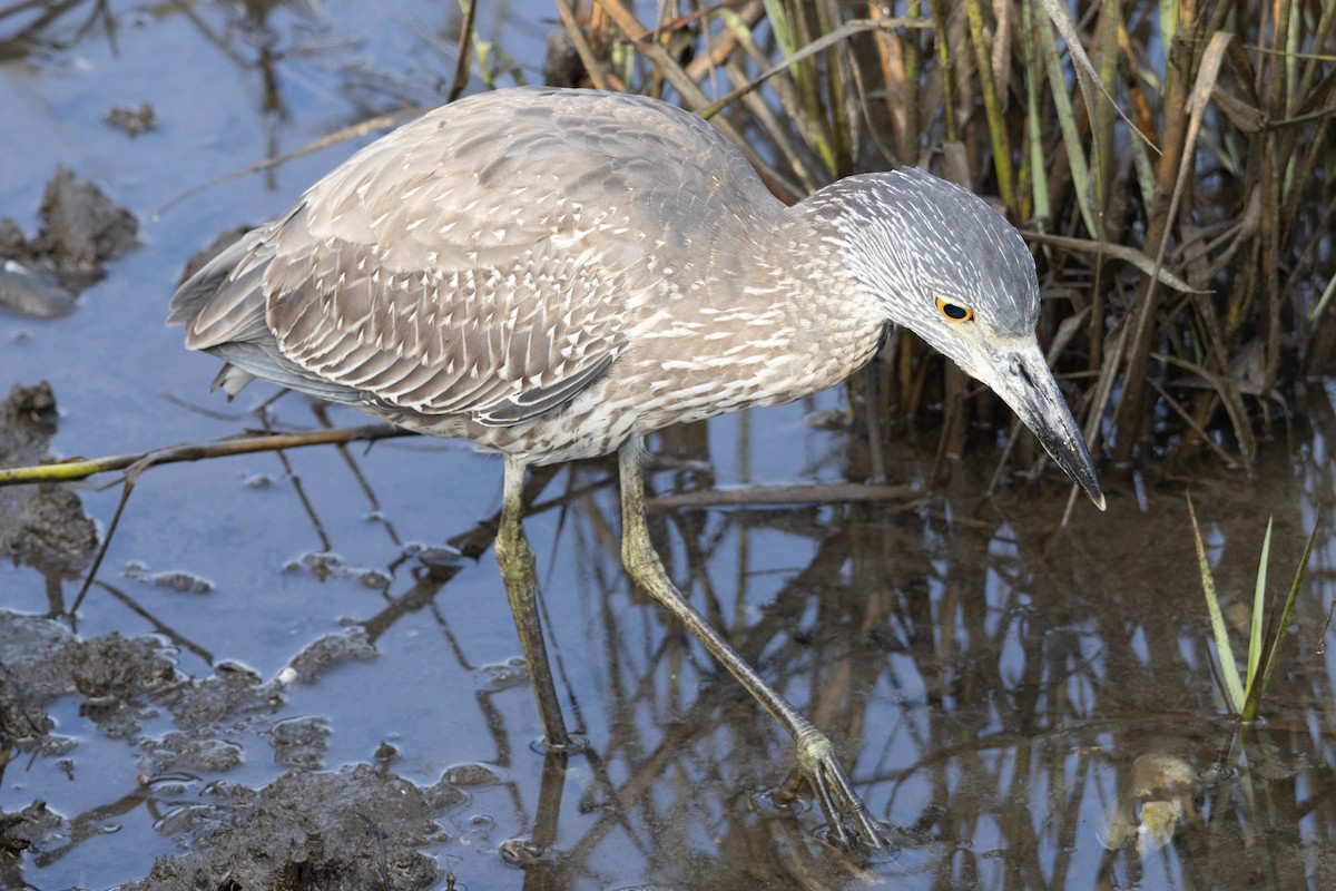 Yellow-crowned Night Heron - ML642456741