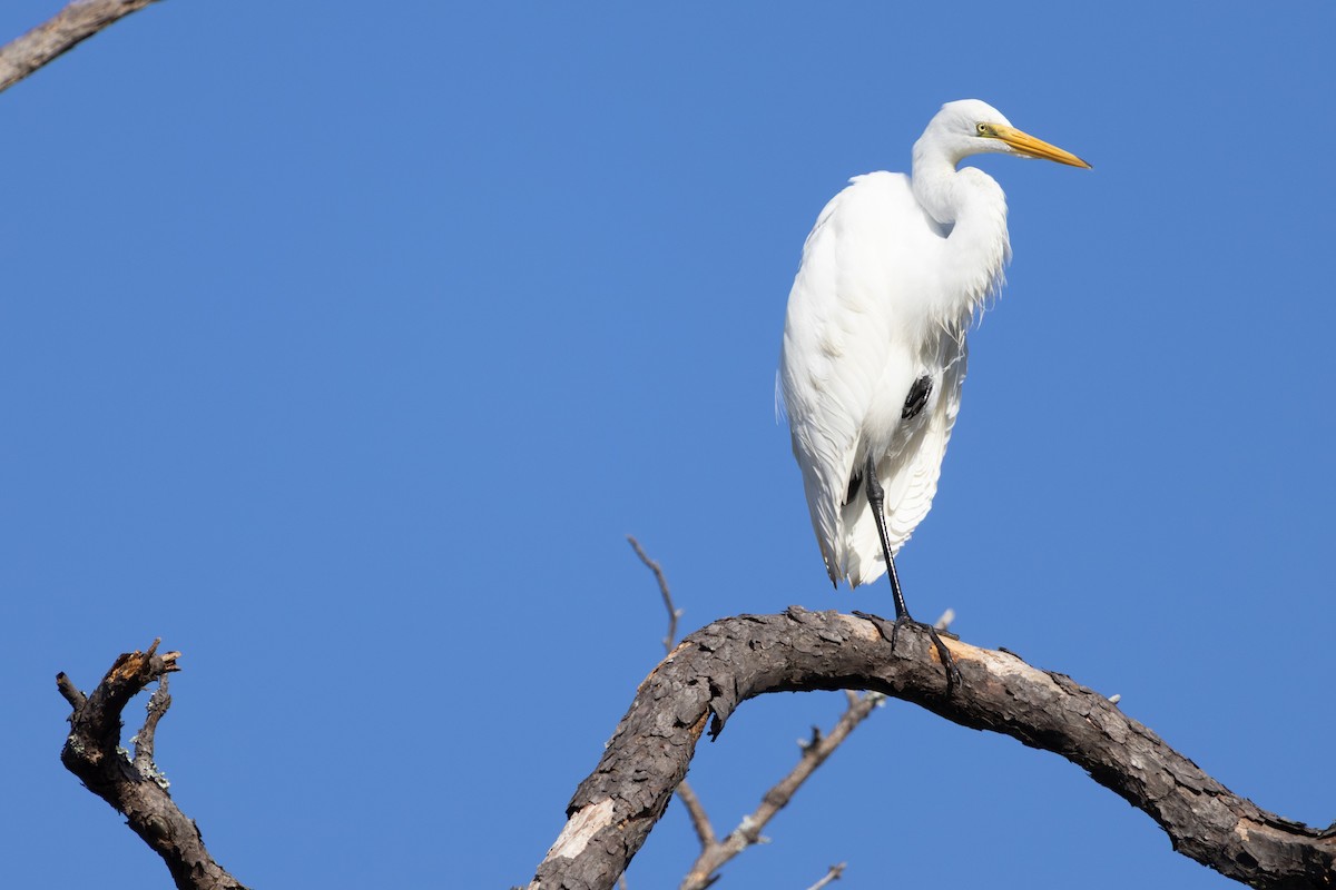 Great Egret - ML642456748
