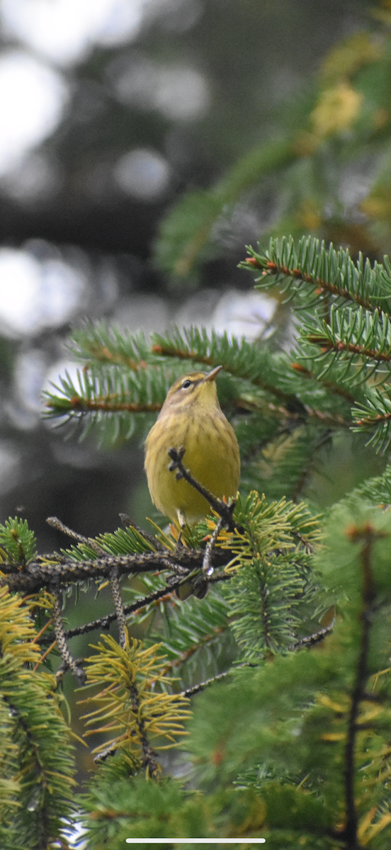 Palm Warbler - ML642456780