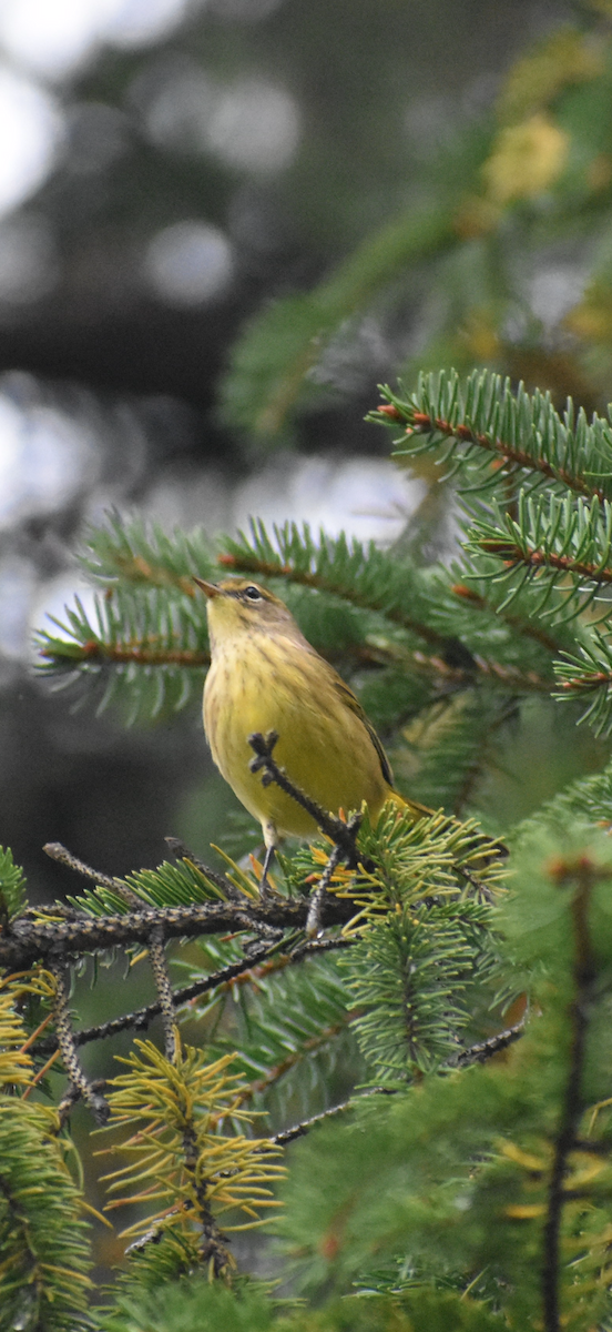 Palm Warbler - ML642456781