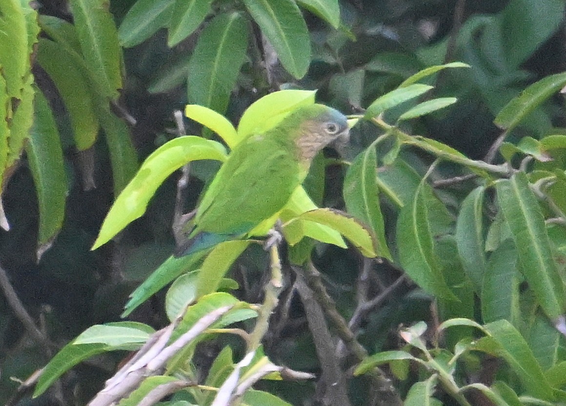 Brown-throated Parakeet - ML642456786