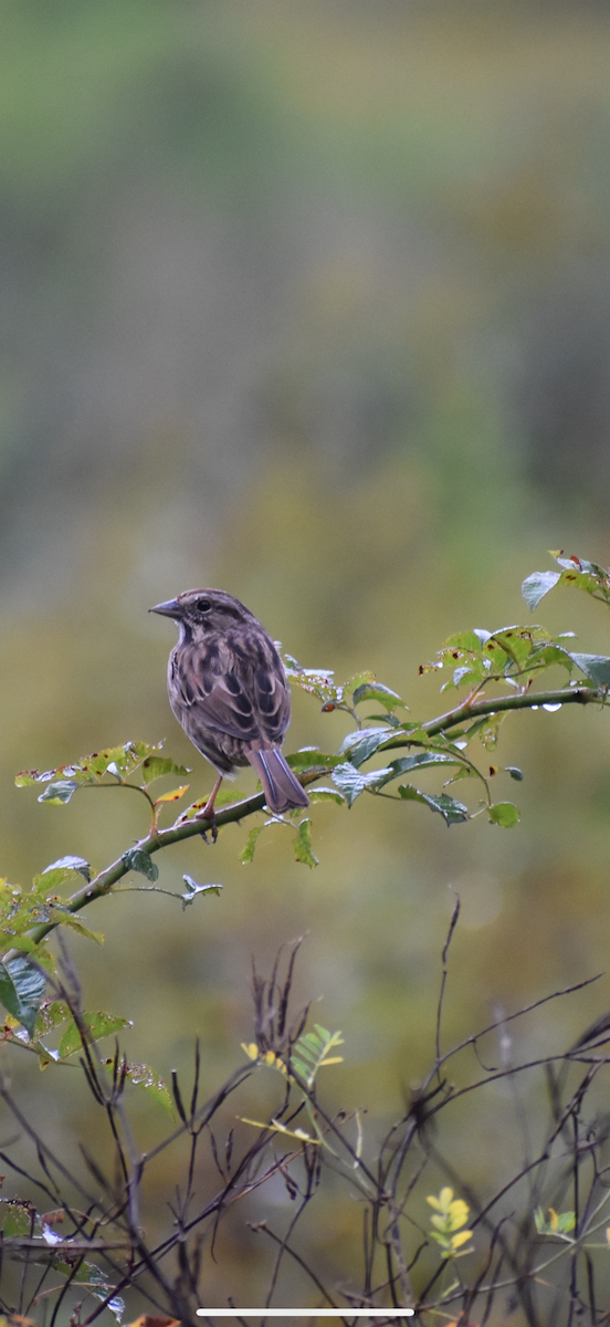 Song Sparrow - ML642456803