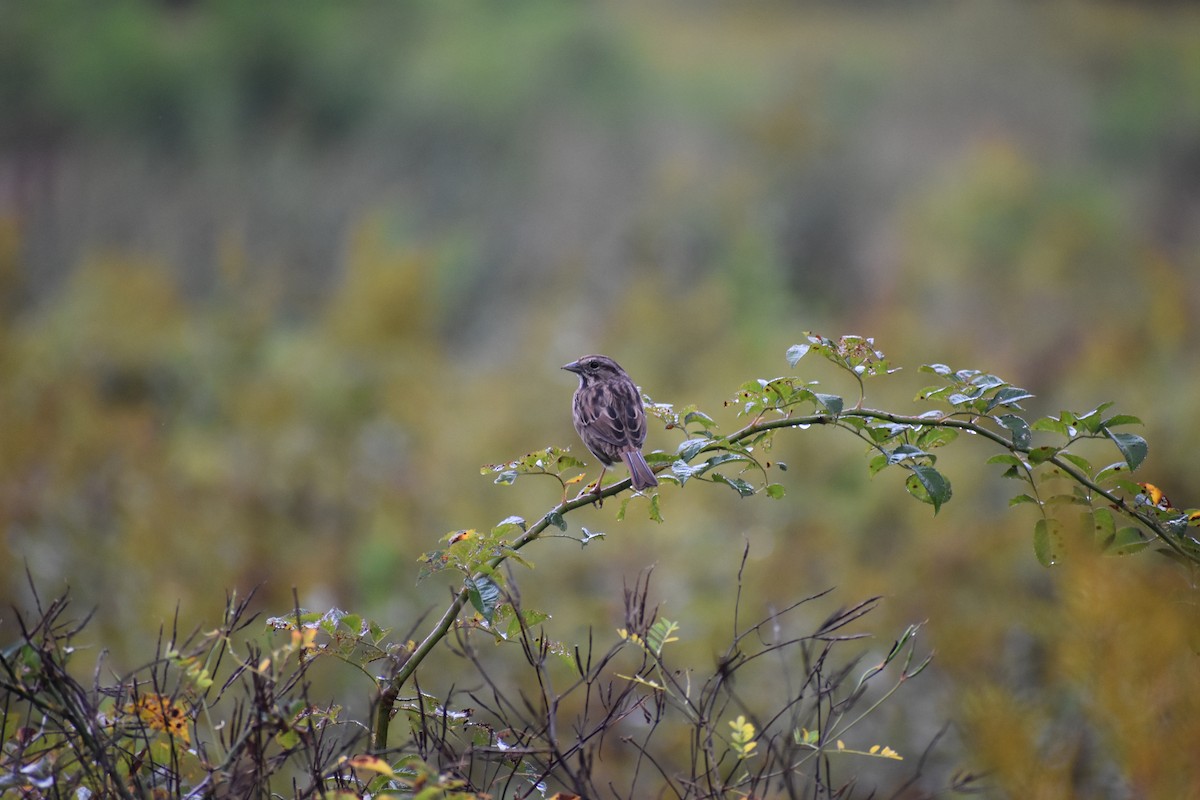 Song Sparrow - ML642456804