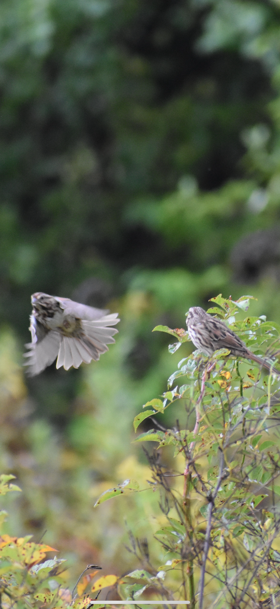 Song Sparrow - ML642456805