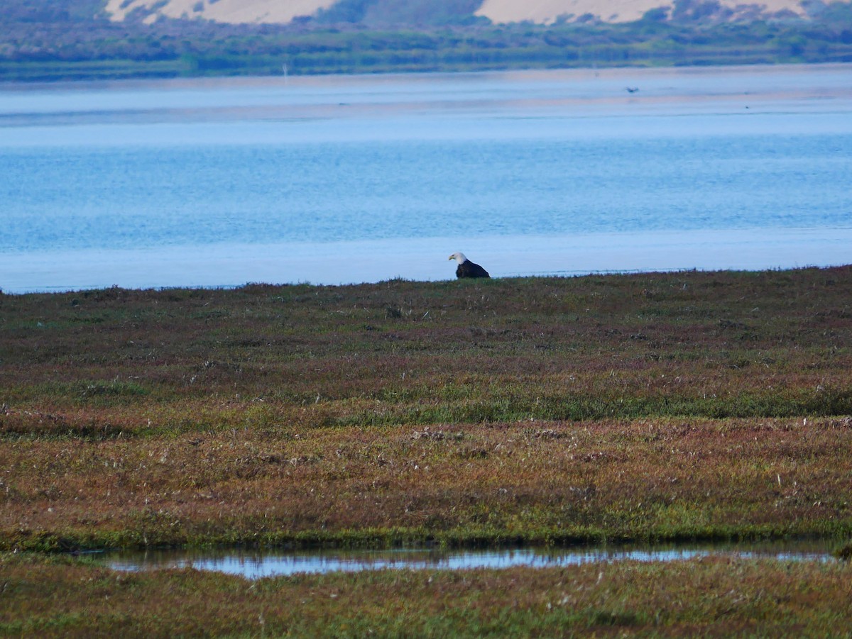Bald Eagle - ML642456806