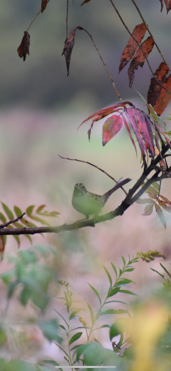 White-throated Sparrow - ML642456813