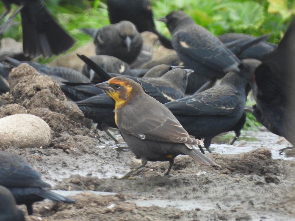 Yellow-headed Blackbird - ML642456829