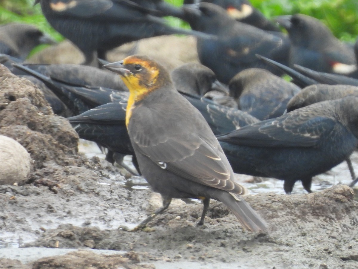 Yellow-headed Blackbird - ML642456848