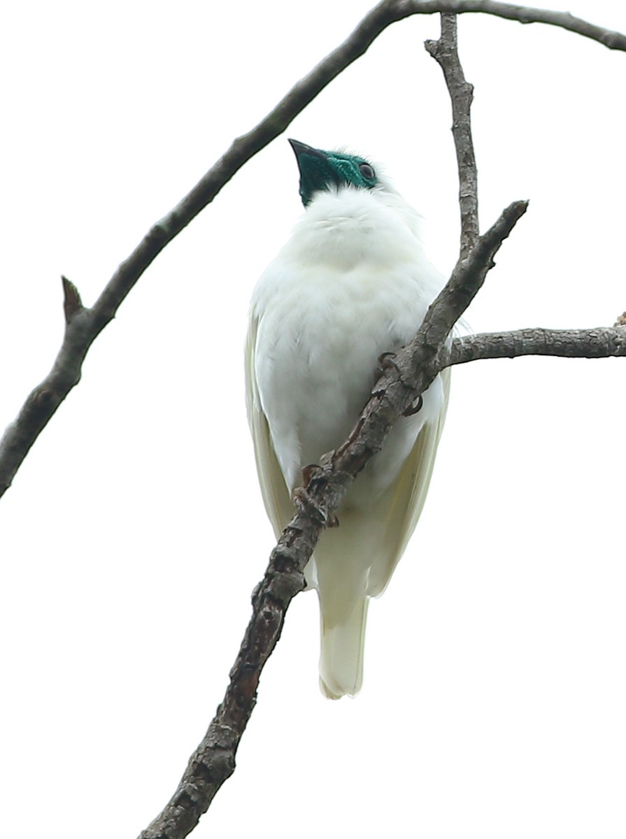 Bare-throated Bellbird - ML642456887