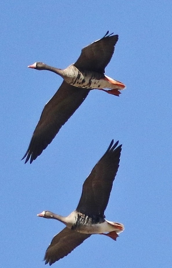 Greater White-fronted Goose - ML642456897