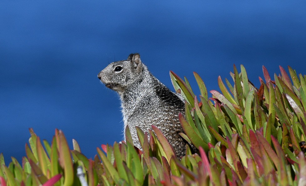 California Ground Squirrel - ML642456945