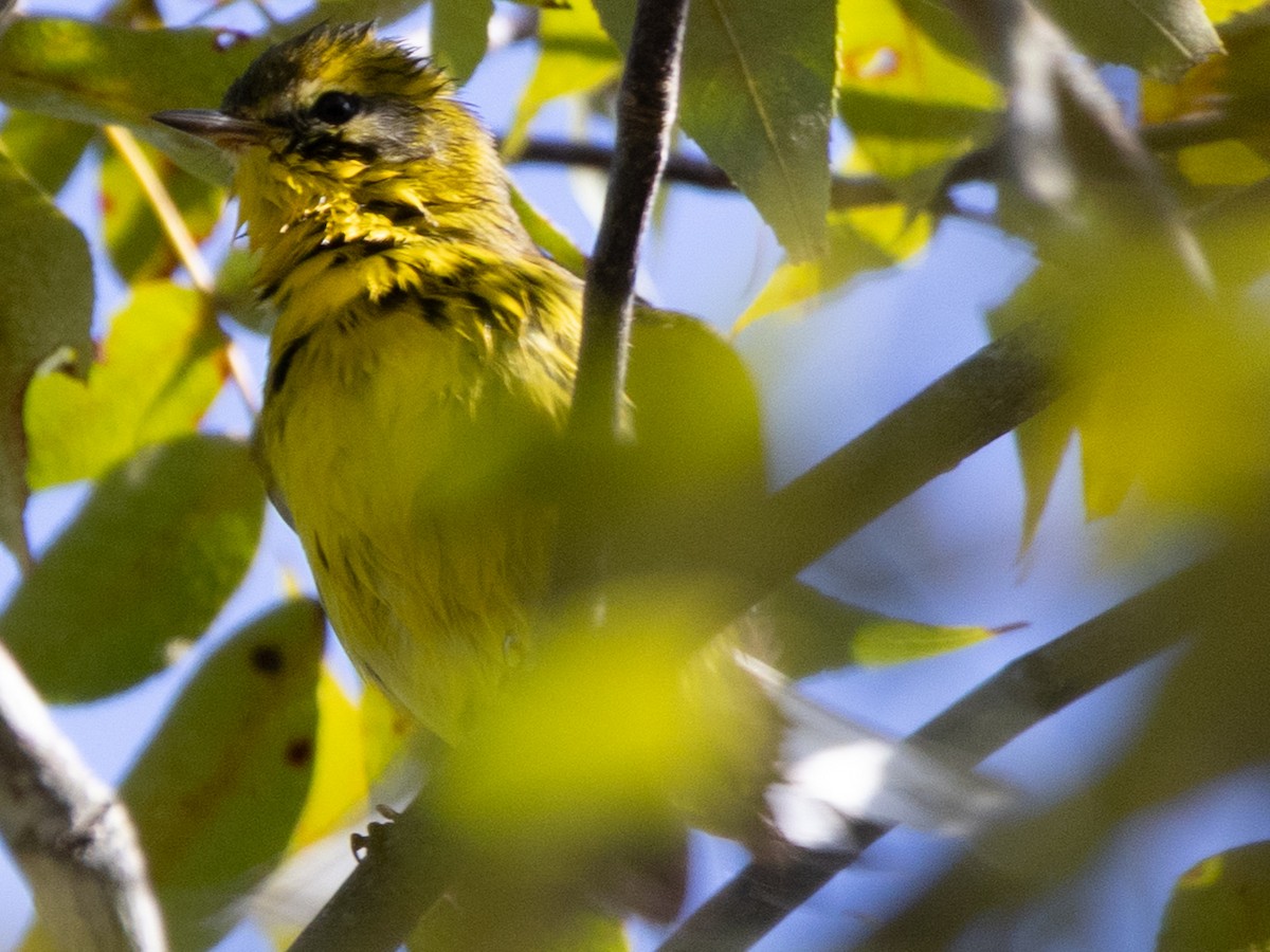 Prairie Warbler - ML642456964