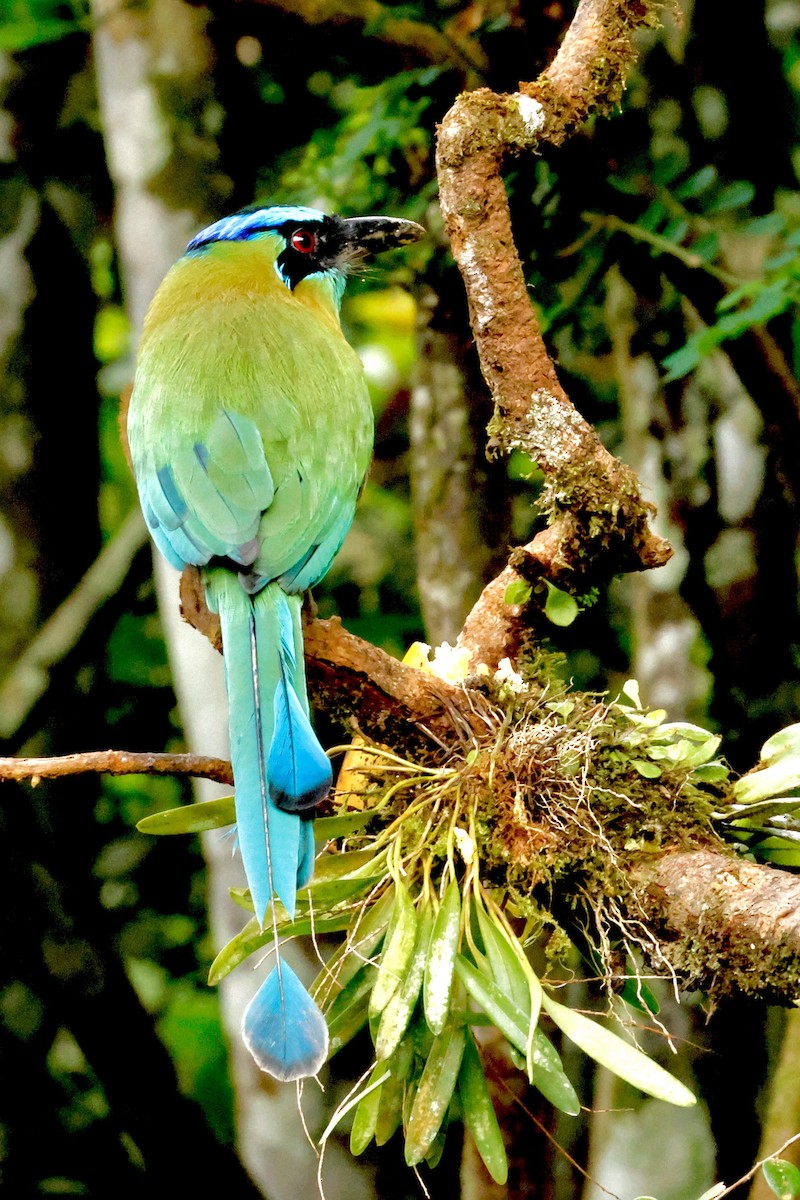 Motmot de Lesson - ML642456968